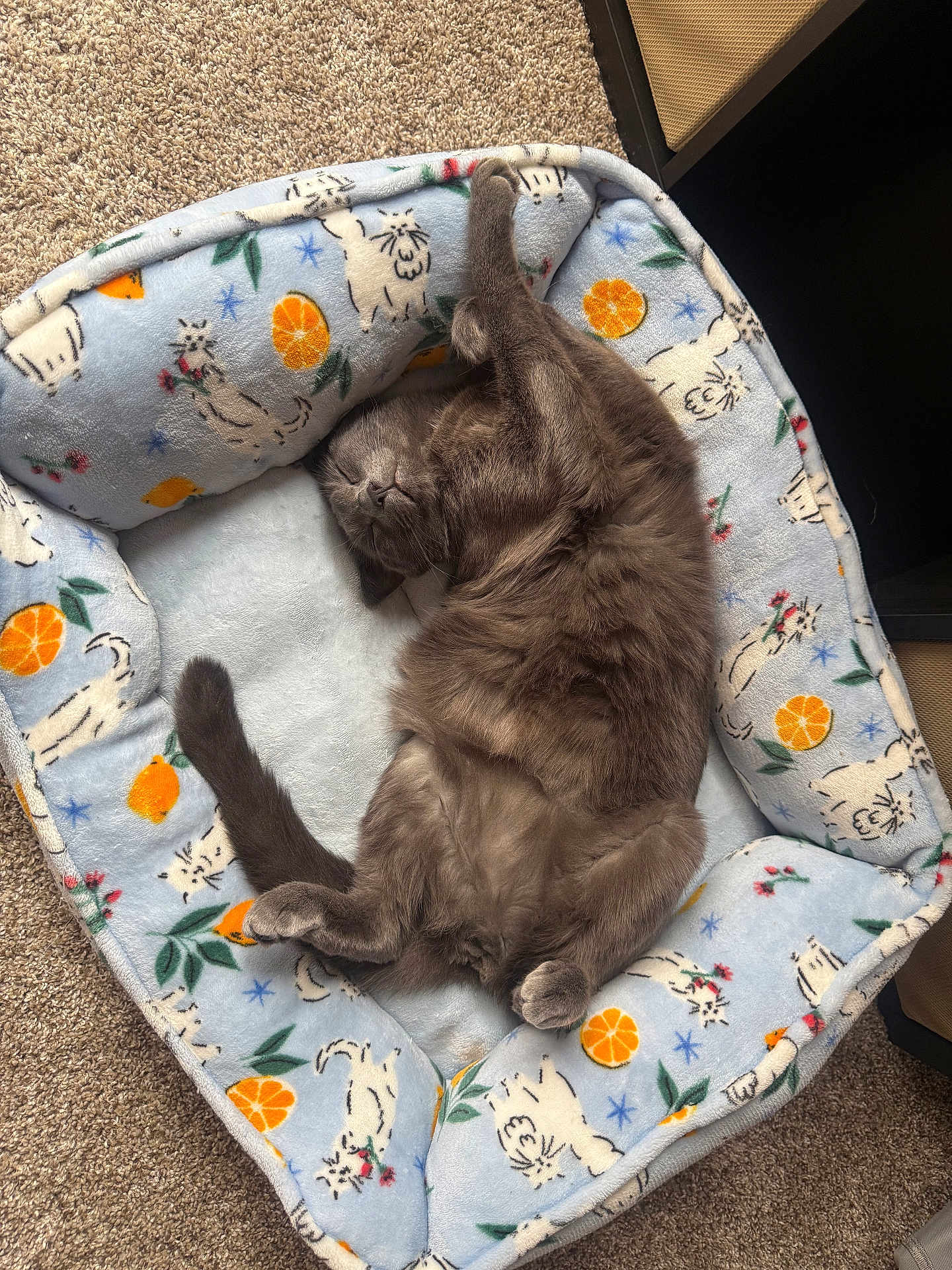 Pip