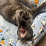 Pip is registered to the contest to win money with this photo: cat, gray_cat, pet, yawning, paw, bed, cat_bed, pattern, fabric, orange, white_cat_pattern, cozy, indoor, carpet, animal, feline, whiskers, mouth_open, stretching, playful
