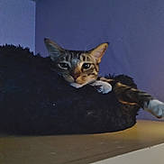 Bambam is registered to the contest to win money with this photo: cat, tabby, pet, feline, animal, indoor, bed, resting, relaxed, purple_wall, fur, whiskers, ears, paws, sleepy, cozy, soft_texture, household, quiet, calm