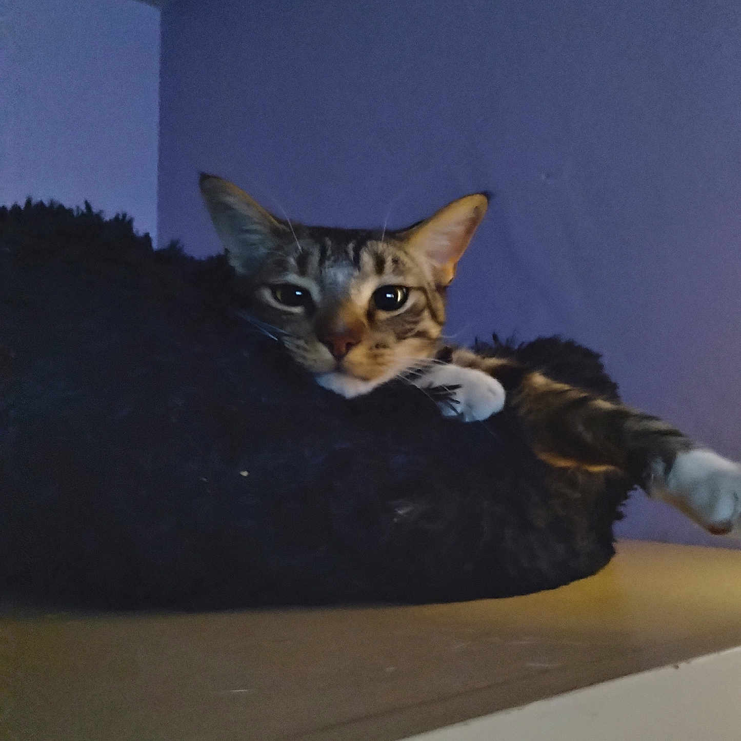 Bambam is registered to the contest to win money with this photo: cat, tabby, pet, feline, animal, indoor, bed, resting, relaxed, purple_wall, fur, whiskers, ears, paws, sleepy, cozy, soft_texture, household, quiet, calm