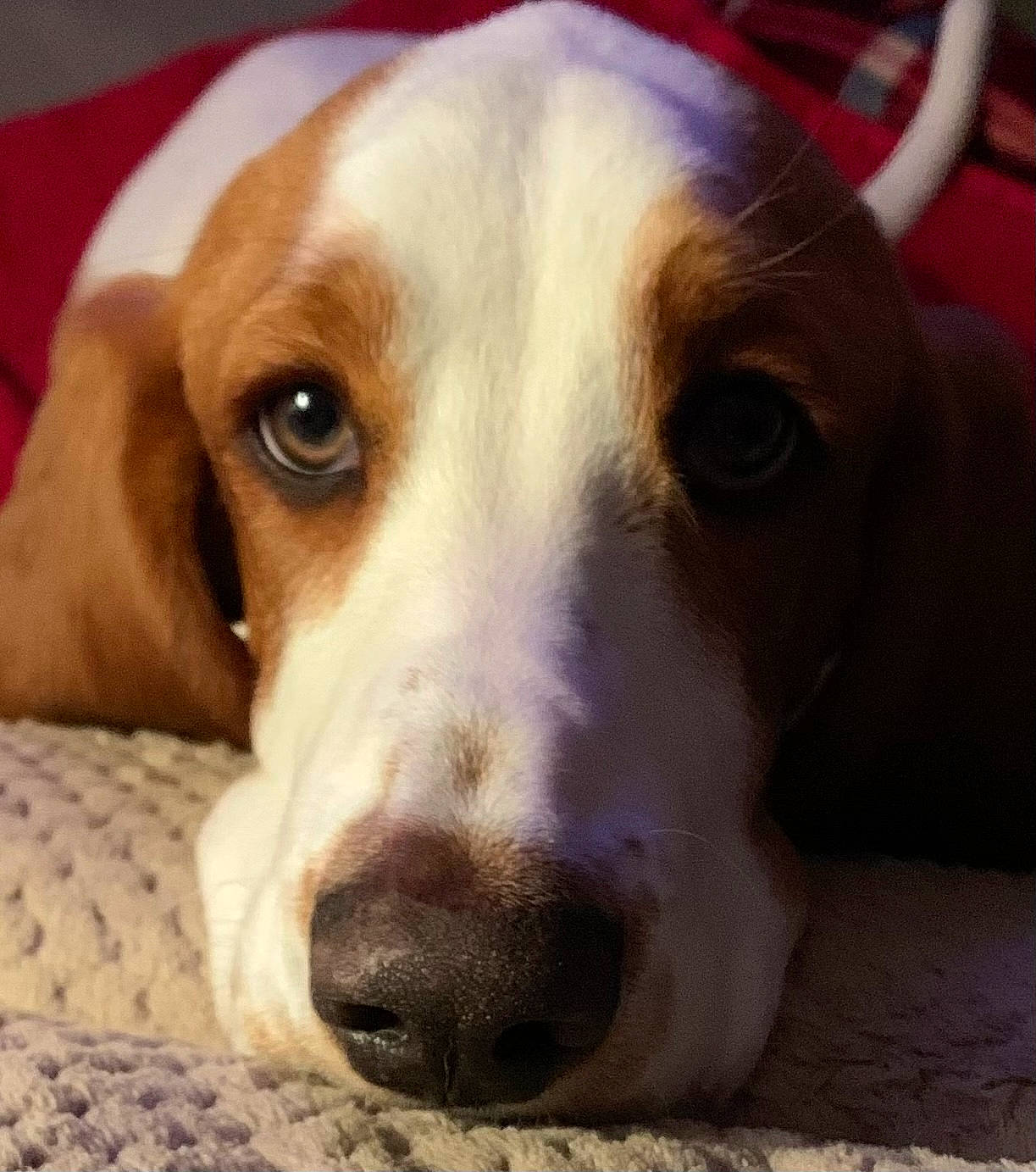 Penny joined the competition — help win amazing prizes! bored, canidae, carnivore, comfort, companion_dog, dog, dog_breed, ear, fawn, fur, hound, hunting_dog, liver, scent_hound, snout, sporting_group, whiskers, working_animal