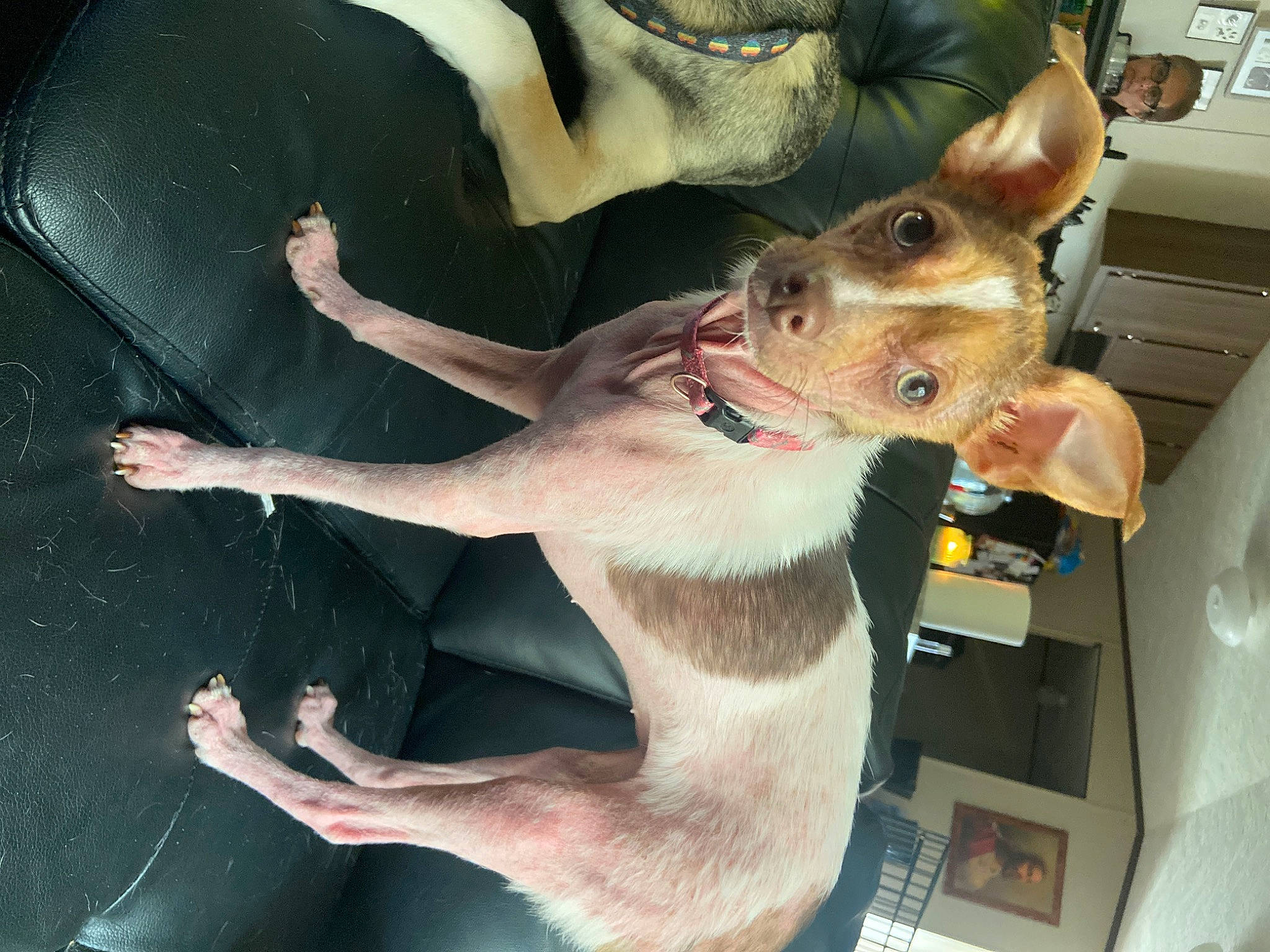 Noodle is registered to the contest to win money with this photo: canidae, carnivore, collar, companion_dog, dog, dog_breed, ear, elbow, fawn, foot, fur, gesture, human_leg, jaw, non_sporting_group, selfie, sporting_group, thigh, vehicle_door, working_animal