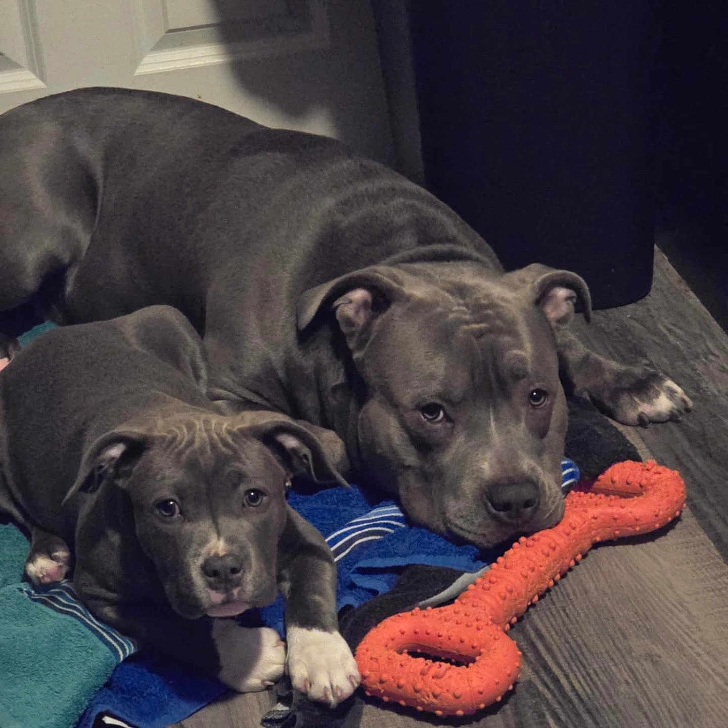 Blue And Diva