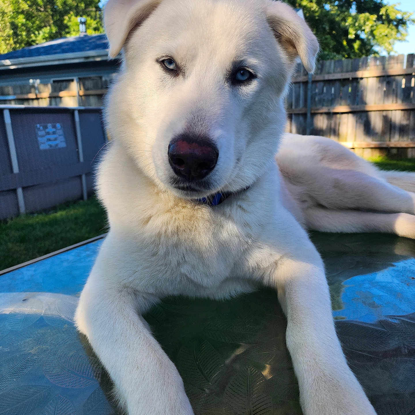Apollo joined the competition — help win amazing prizes! animal, architecture, building, canine, dog, eskimodog, flagstone, goldenretriever, husky, labradorretriever, outdoors, path, pet, pool, puppy, shelter, slate, walkway, water, whitedog