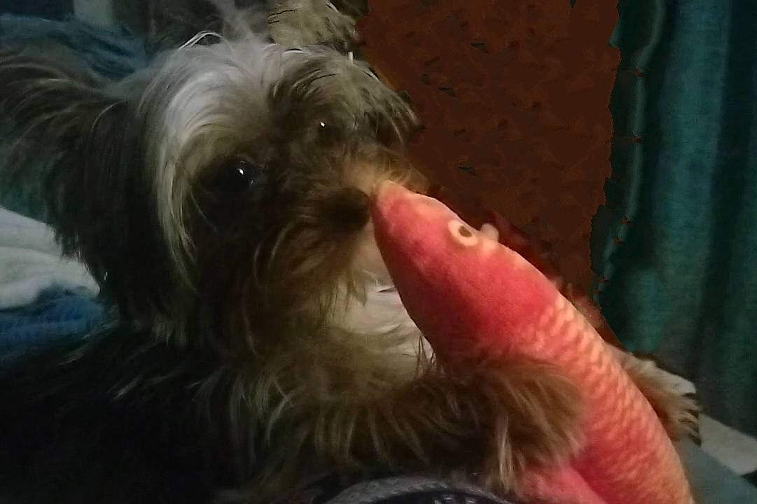 Bailey is registered to the contest to win money with this photo: bearded_collie, biewer_terrier, canidae, carnivore, chinese_crested_dog, cockapoo, companion_dog, curtain, dog, dog_breed, fur, liver, poodle_crossbreed, puppy_love, small_terrier, snout, sporting_group, terrier, toy_dog, working_animal