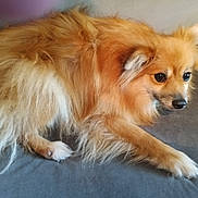 Baby Boy is registered to the contest to win money with this photo: dog, fluffy, brown_fur, pet, animal, indoor, resting, canine, cute, fur, ears, nose, paw, bed, companion, domestic, looking, side_view, long_hair, cozy