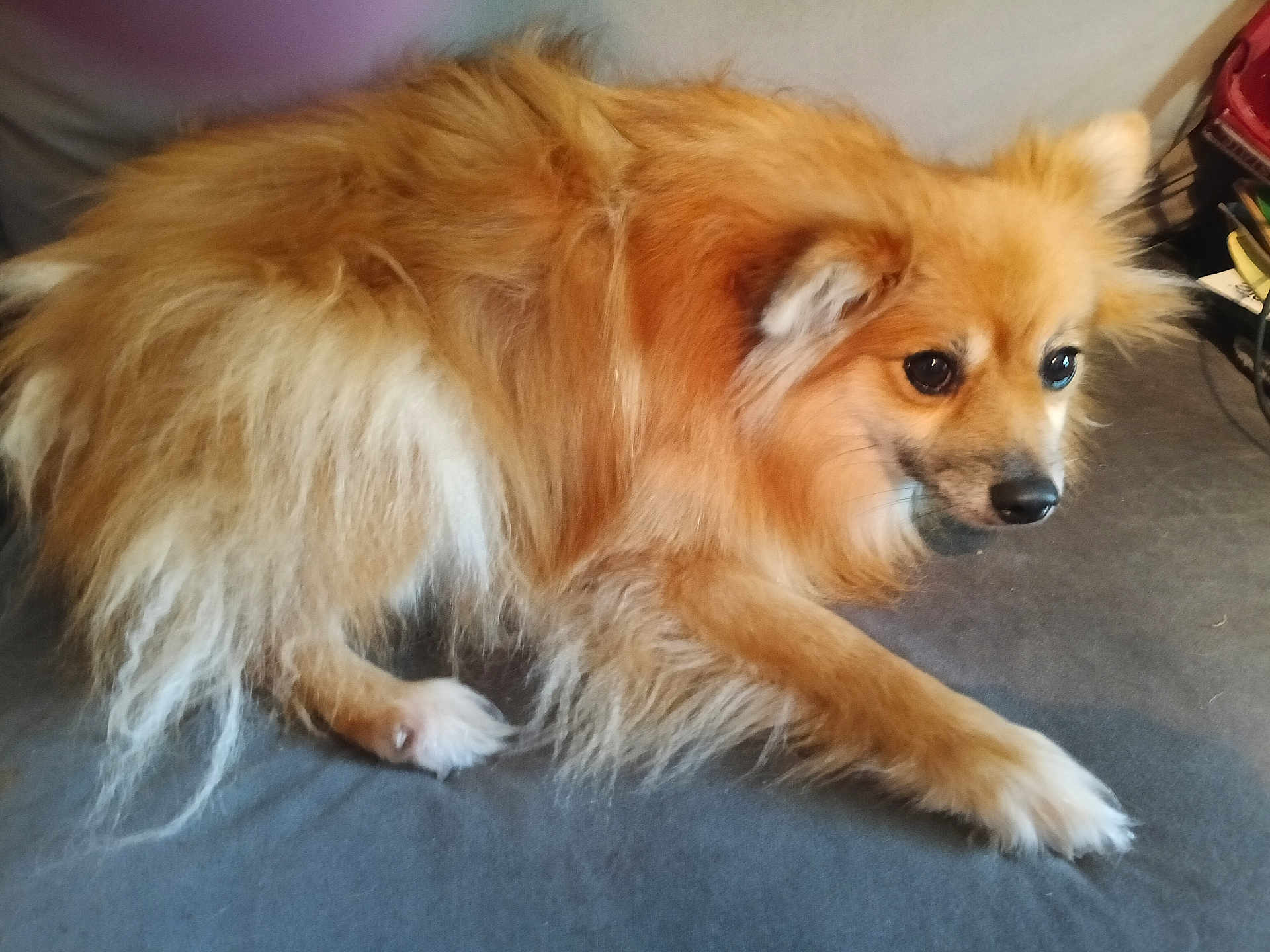 Baby Boy is registered to the contest to win money with this photo: dog, fluffy, brown_fur, pet, animal, indoor, resting, canine, cute, fur, ears, nose, paw, bed, companion, domestic, looking, side_view, long_hair, cozy