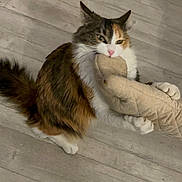 Uguette participe au concours pour gagner de l'argent avec cette photo : cat, calico, pet, indoor, floor, wooden_floor, slipper, claws, fur, animal, cute, playful, domestic_cat, whiskers, tail, paw, clothing, home, furniture, bag