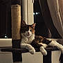 cat, feline, pet, indoor, window, curtain, night, sisal, carpet, scratching_post, relaxed, fluffy, paw, resting, animal, domestic, fur, whiskers, ears, home