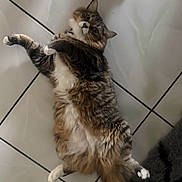 Rosie is registered to the contest to win money with this photo: cat, tabby, fluffy, pet, animal, lying_down, belly_up, paws, tail, fur, whiskers, ears, indoor, tile_floor, bathroom, relaxed, playful, portrait, overhead_view, fuzzy_mat