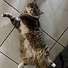 cat, tabby, fluffy, pet, animal, lying_down, belly_up, paws, tail, fur, whiskers, ears, indoor, tile_floor, bathroom, relaxed, playful, portrait, overhead_view, fuzzy_mat