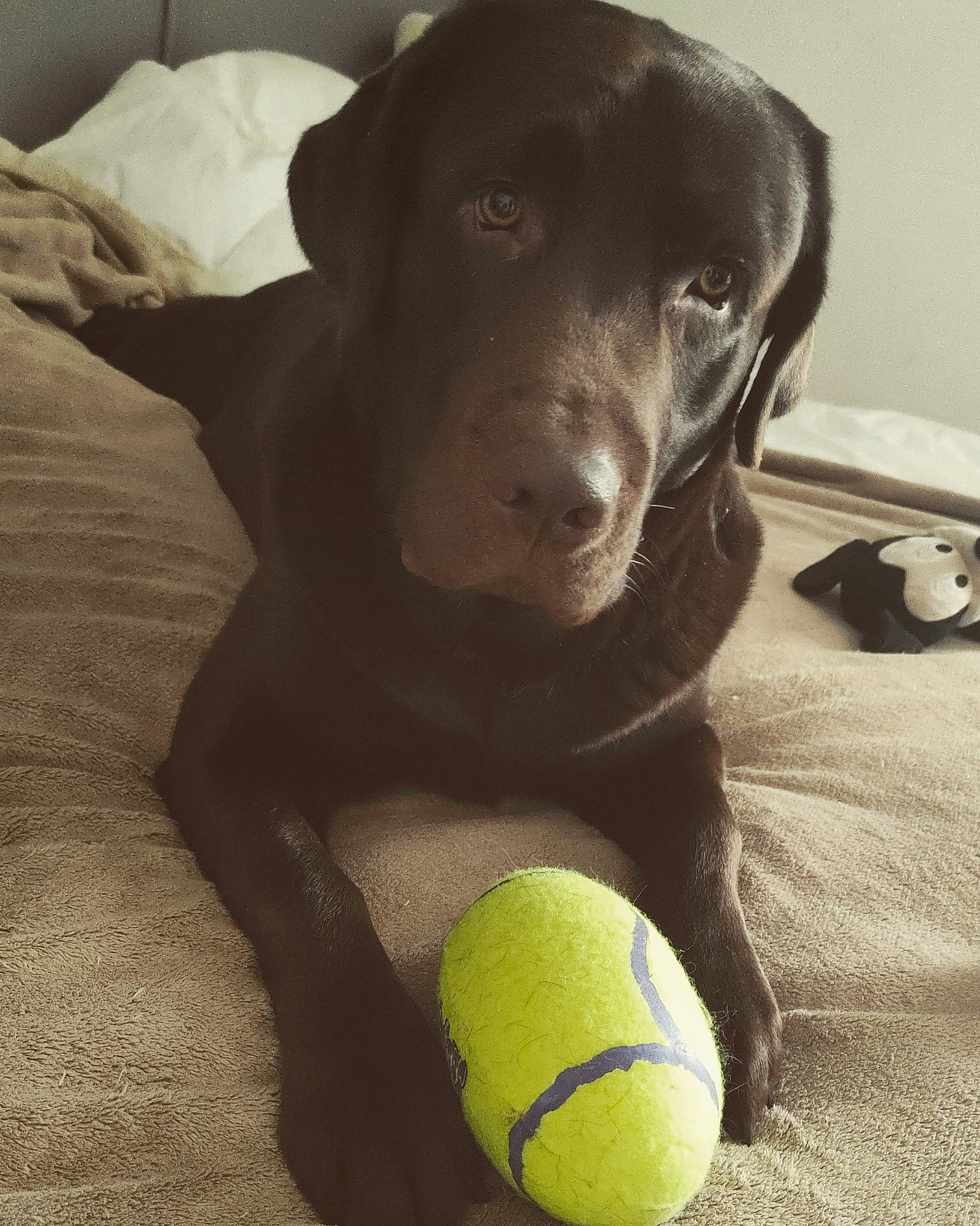 Pepito participe au concours pour gagner de l'argent avec cette photo : ball, canidae, carnivore, comfort, companion_dog, dog, dog_breed, dog_supply, dog_toy, gun_dog, liver, pet_supply, snout, sporting_group, sports_equipment, sports_toy, tennis_ball, toy, whiskers, working_animal