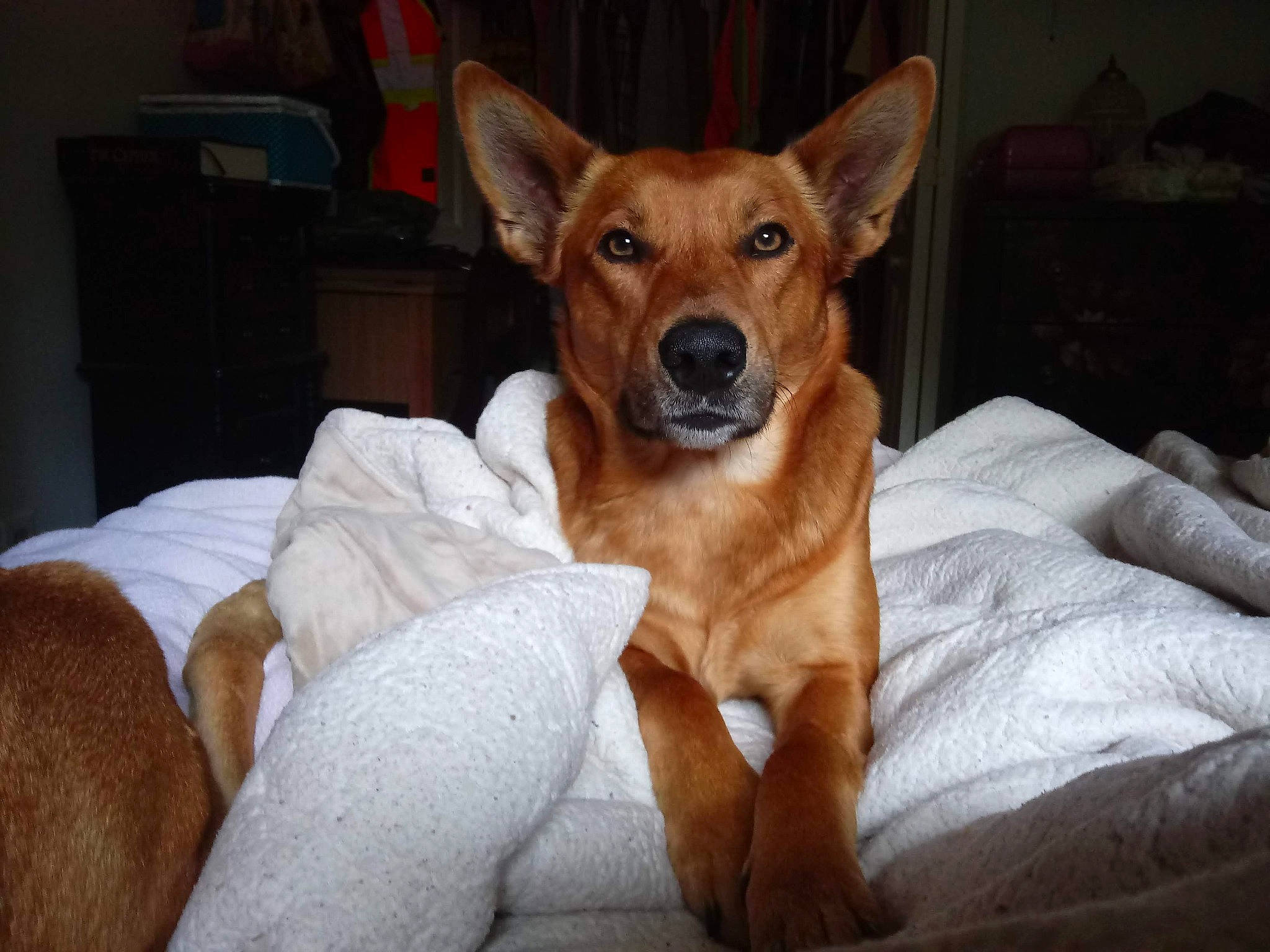 Bear joined the competition — help win amazing prizes! basenji, canidae, carnivore, carolina_dog, dog, dog_breed, ear, fawn, feist, german_pinscher, hunting_dog, ibizan_hound, mammal, pariah_dog, pharaoh_hound, podenco_canario, portuguese_podengo, rat_terrier, snout, vertebrate