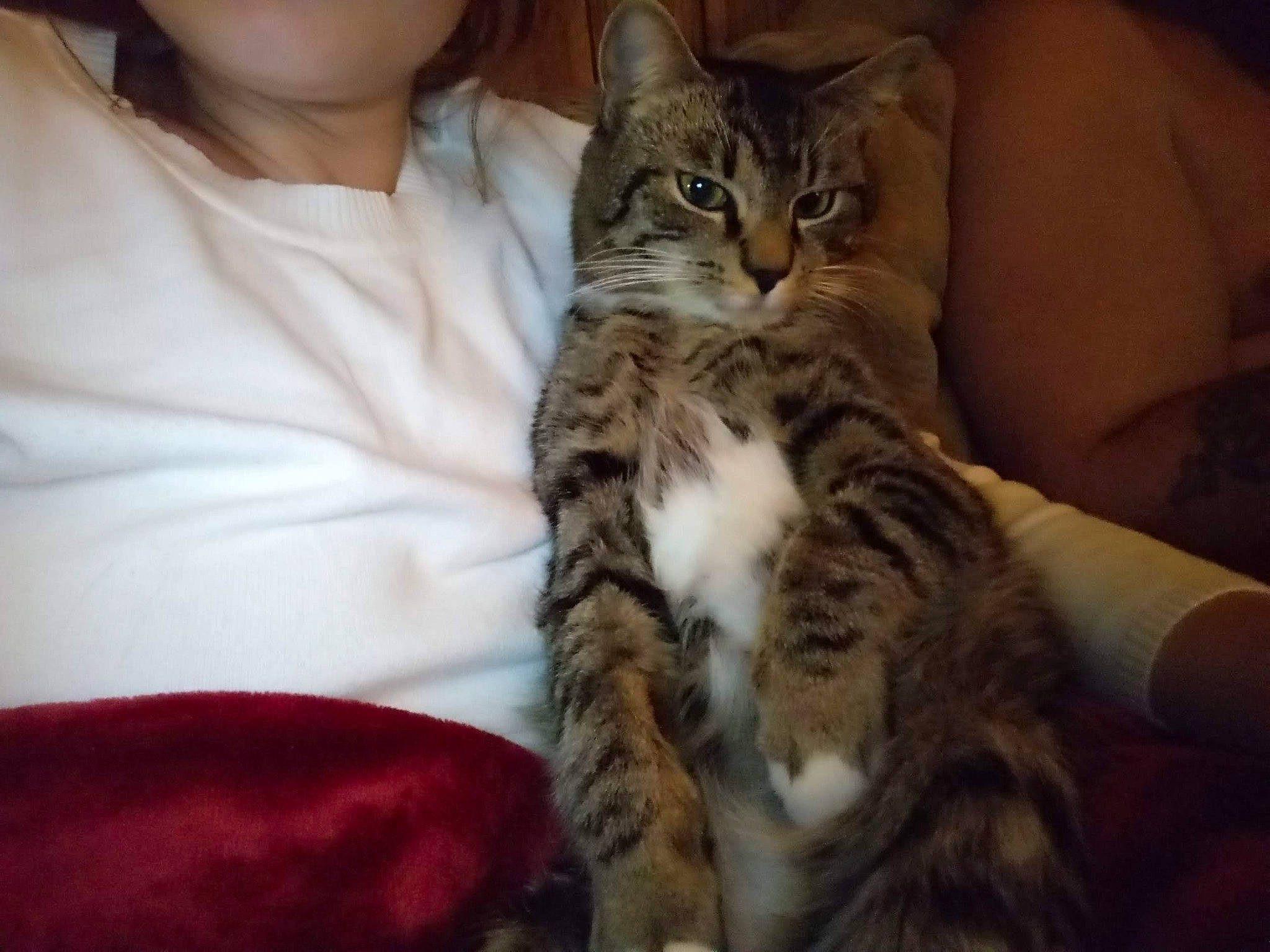 Malikai is registered to the contest to win money with this photo: american_shorthair, asian, california_spangled, carnivore, cat, domestic_short_haired_cat, dragon_li, european_shorthair, eye, felidae, fur, hand, kitten, mammal, pixie_bob, skin, small_to_medium_sized_cats, tabby_cat, vertebrate, whiskers