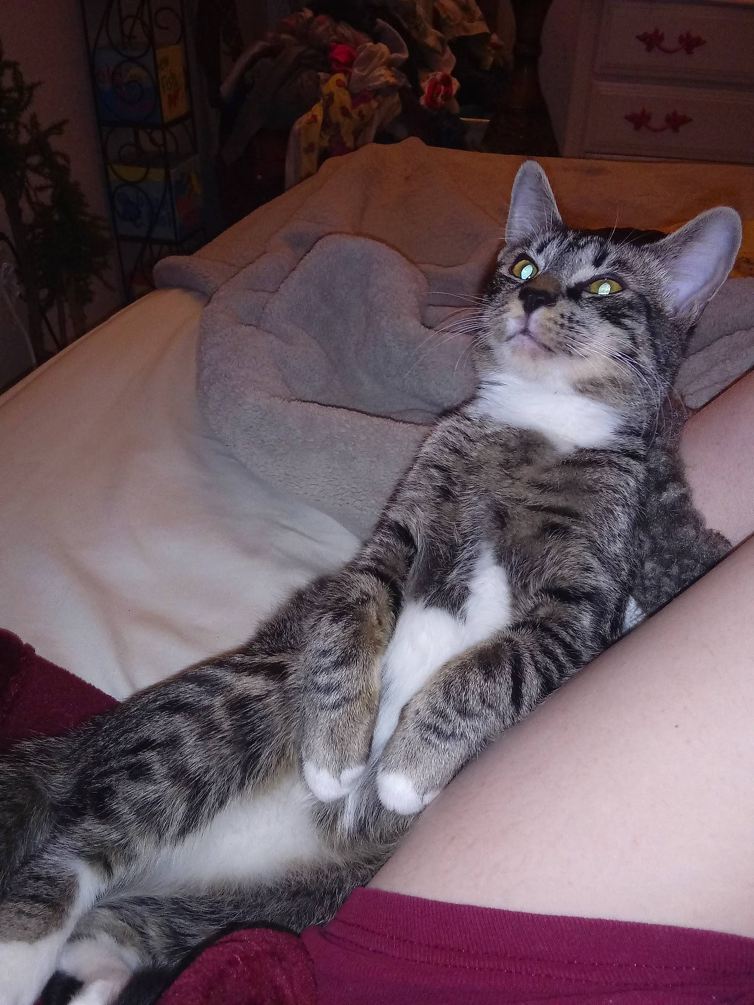 Malikai joined the competition — help win amazing prizes! american_shorthair, american_wirehair, asian, australian_mist, california_spangled, carnivore, cat, domestic_short_haired_cat, dragon_li, egyptian_mau, european_shorthair, felidae, fur, kitten, mammal, pixie_bob, small_to_medium_sized_cats, sokoke, tabby_cat, whiskers