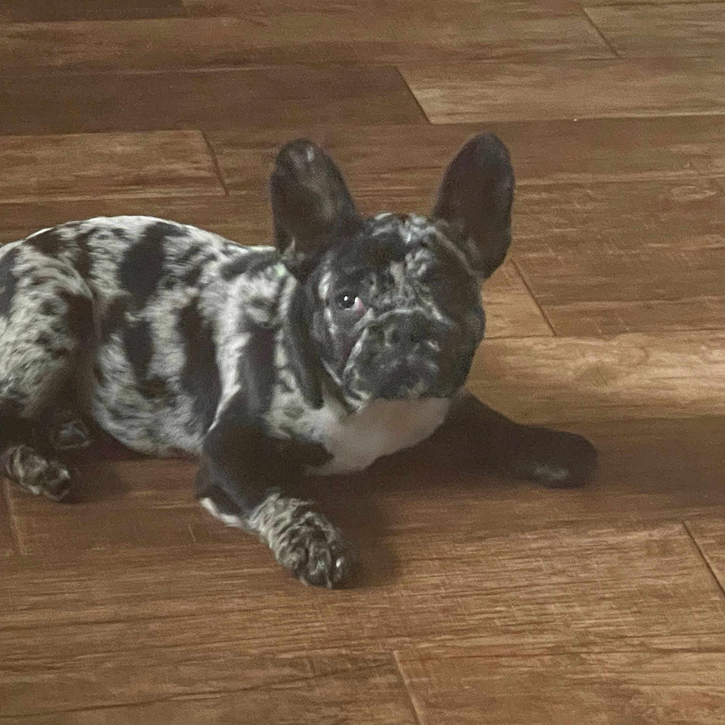 Ozzy is registered to the contest to win money with this photo: animal, bostonbull, bulldog, canine, dog, frenchbulldog, hardwood, indoors, interiordesign, pet, pitbull, puppy, snout, stainedwood, wood