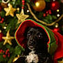 animal, black_dog, celebration, christmas_lights, christmas_tree, closeup, costume, cute, dog, elf_hat, festive, golden_stars, holiday, holiday_decor, indoors, ornaments, pet, portrait, red_baubles, white_chest