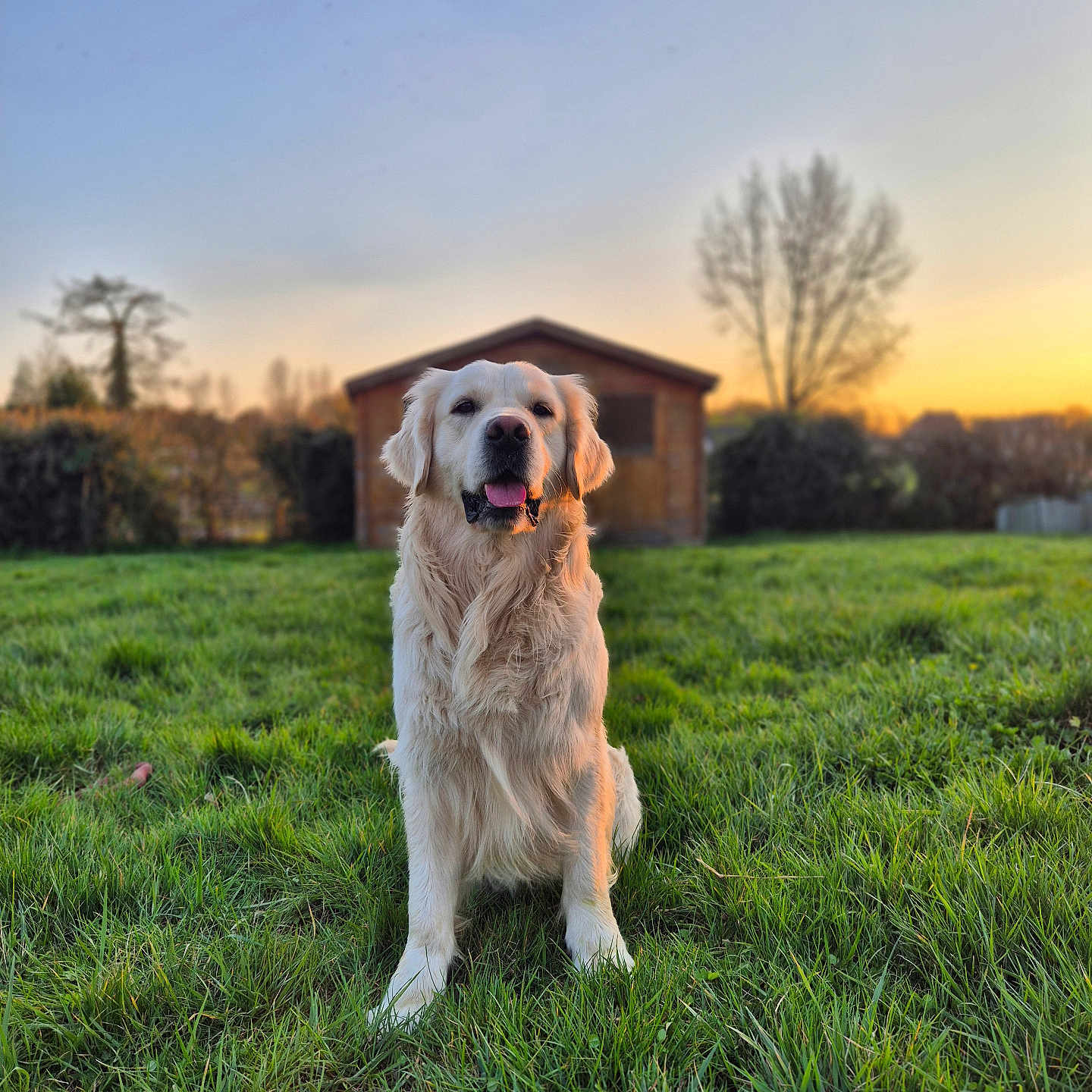 Loki a rejoint le concours — aidez-le/la à gagner de superbes lots ! animal, architecture, building, canine, countryside, dog, field, goldenretriever, grass, grassland, labradorretriever, lawn, meadow, nature, outdoors, pet, plant, puppy, rural, shelter