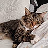 cat, tabby, pet, animal, bed, pillow, blanket, indoor, relaxed, sleepy, fur, whiskers, claws, cute, domestic, resting, cozy, comfort, feline, portrait