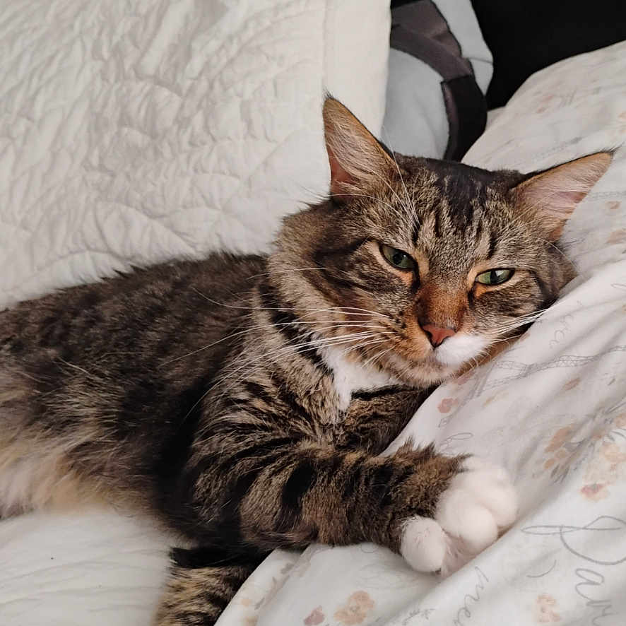 Stormy joined the competition — help win amazing prizes! cat, tabby, pet, animal, bed, pillow, blanket, indoor, relaxed, sleepy, fur, whiskers, claws, cute, domestic, resting, cozy, comfort, feline, portrait
