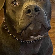 Rushmore joined the competition — help win amazing prizes! dog, close_up, indoor, brown_dog, spiked_collar, pet, animal, wooden_floor, curious, expression, face, ears, large_nose, sitting, furniture, domestic_animal, portrait, canine, companion, alert