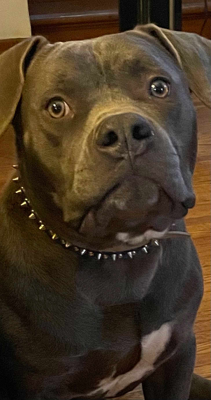 Rushmore joined the competition — help win amazing prizes! dog, close_up, indoor, brown_dog, spiked_collar, pet, animal, wooden_floor, curious, expression, face, ears, large_nose, sitting, furniture, domestic_animal, portrait, canine, companion, alert