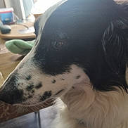 Tsuky participe au concours pour gagner de l'argent avec cette photo : dog, black_and_white, side_profile, indoor, window, table, television, furniture, pet, animal, closeup, fur, spot, snout, ear, domestic, companion, light, home, relaxed