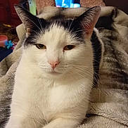 Dizzy joined the competition — help win amazing prizes! cat, black_and_white, feline, pet, animal, indoor, blanket, fur, whiskers, ears, relaxed, resting, cozy, close_up, soft_texture, domestic, cute, sleepy, home, mammal