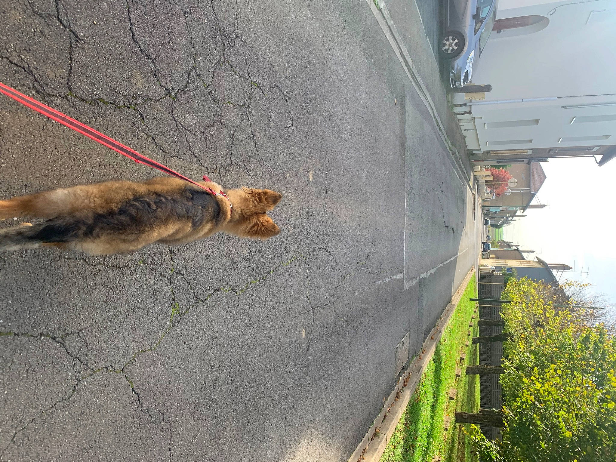 Raya a rejoint le concours — aidez-le/la à gagner de superbes lots ! asphalt, automotive_tire, carnivore, collar, felidae, leash, line, pet_supply, plant, public_utility, road, road_surface, sidewalk, sky, small_to_medium_sized_cats, tail, tire, tree, vehicle, wall