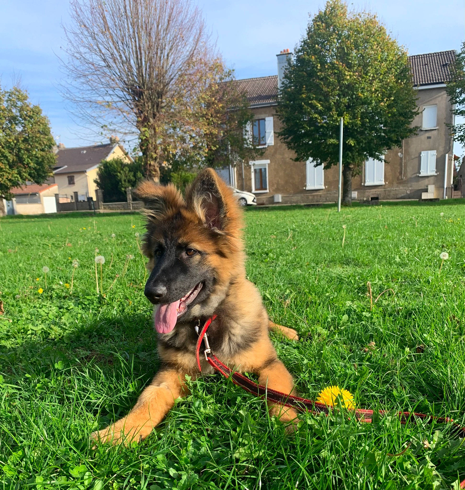Raya a rejoint le concours — aidez-le/la à gagner de superbes lots ! building, carnivore, companion_dog, dog, dog_breed, fawn, flower, german_shepherd_dog, grass, herding_dog, house, lawn, old_german_shepherd_dog, plant, sky, snout, sporting_group, tail, tree, window