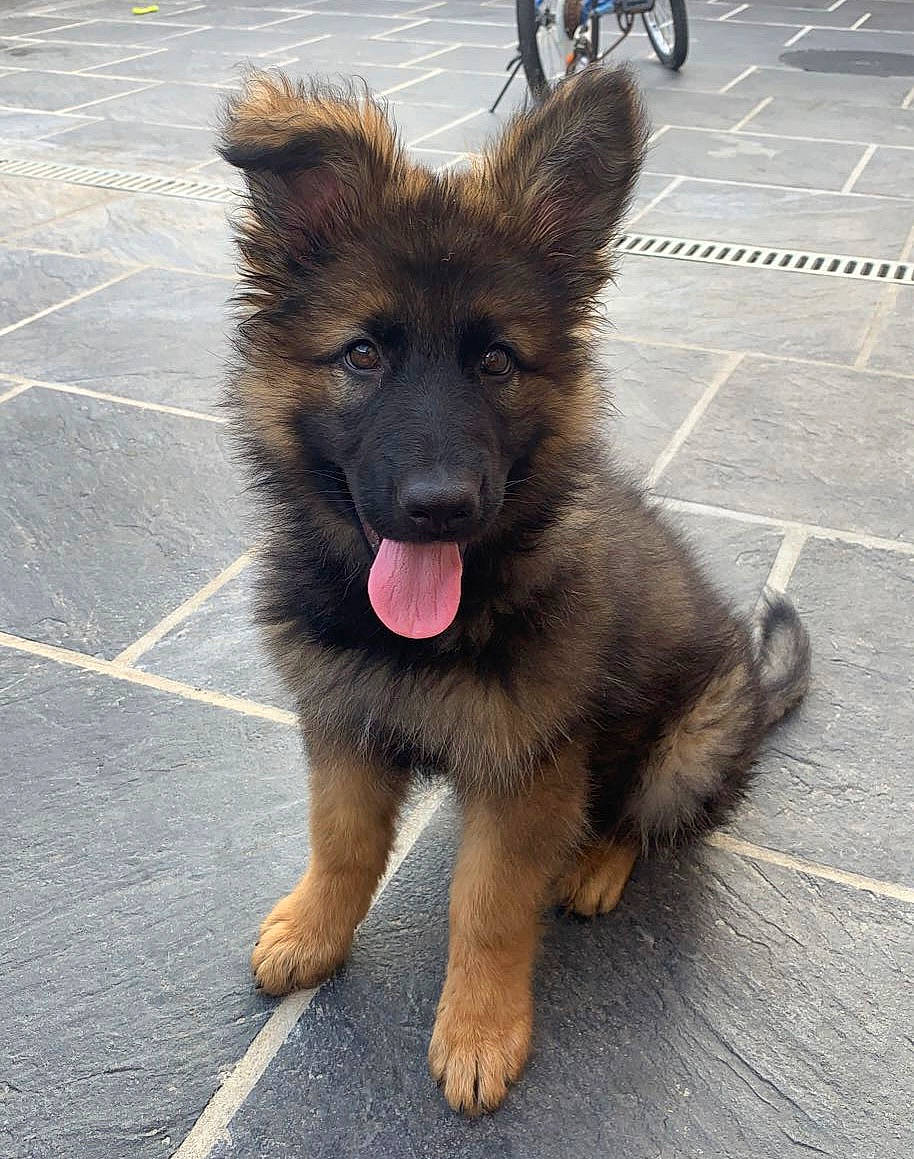 Raya participe au concours pour gagner de l'argent avec cette photo : bicycle, canidae, carnivore, companion_dog, dog, dog_breed, fawn, fur, german_shepherd_dog, herding_dog, old_german_shepherd_dog, paw, road_surface, snout, sporting_group, street_dog, tail, tire, wheel, working_animal