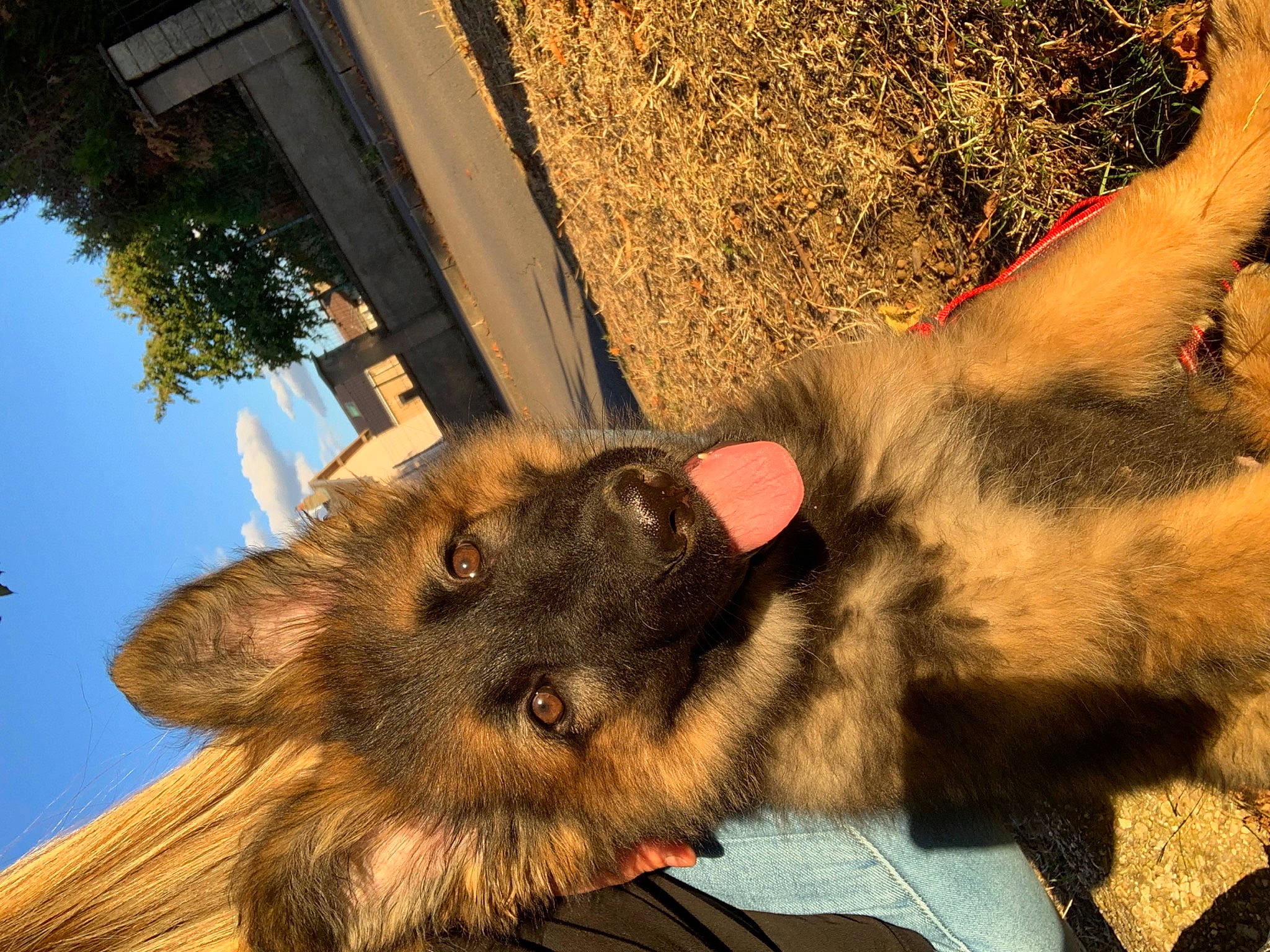 Raya a rejoint le concours — aidez-le/la à gagner de superbes lots ! canidae, carnivore, companion_dog, dog, dog_breed, domestic_short_haired_cat, ear, fawn, felidae, fur, gesture, paw, sky, small_to_medium_sized_cats, snout, sporting_group, tail, tree, whiskers, working_animal