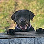 dog, black_dog, pet, animal, collar, tongue_out, happy, outdoor, wooden_surface, close_up, canine, friendly, playful, muzzle, ears, paws, nature, grass, daylight, smiling