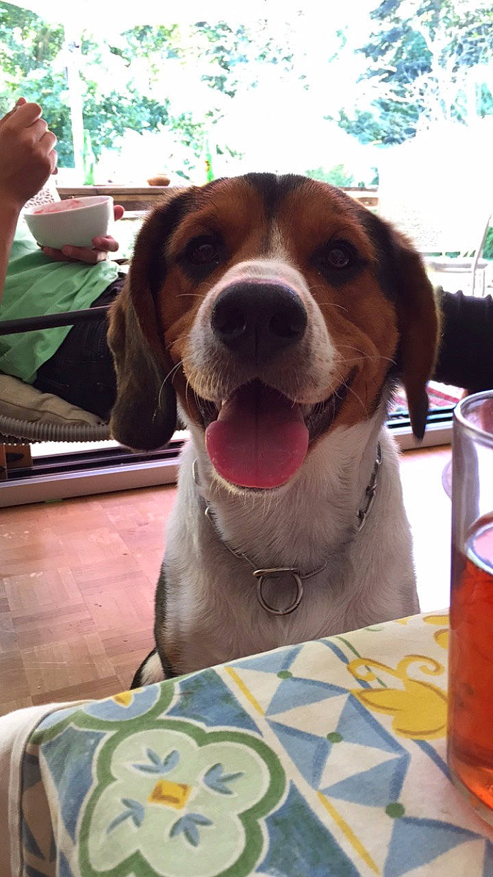 Louka a rejoint le concours — aidez-le/la à gagner de superbes lots ! canidae, carnivore, collar, companion_dog, dog, dog_breed, dog_collar, dog_supply, fawn, highball_glass, hound, iced_tea, liver, snout, table, tableware, tennis_ball, vertebrate, whiskers, working_animal