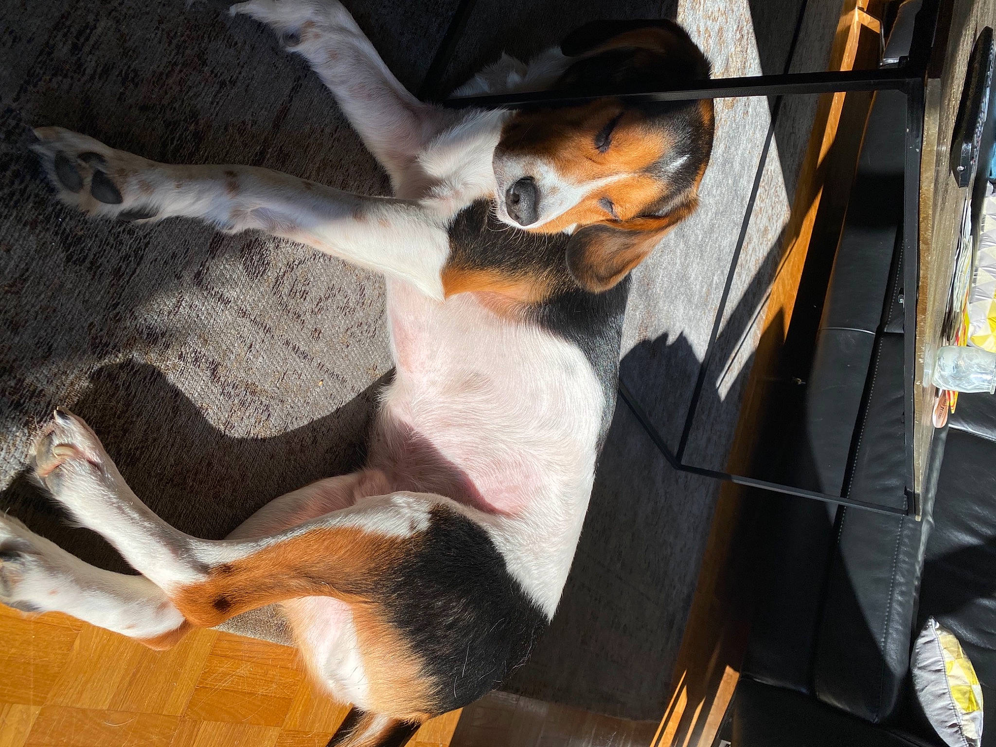 Louka a rejoint le concours — aidez-le/la à gagner de superbes lots ! automotive_tire, canidae, carnivore, chair, collar, comfort, companion_dog, dog, dog_breed, fawn, fur, mammal, paw, plant, snout, sporting_group, tail, vertebrate, whiskers, working_animal