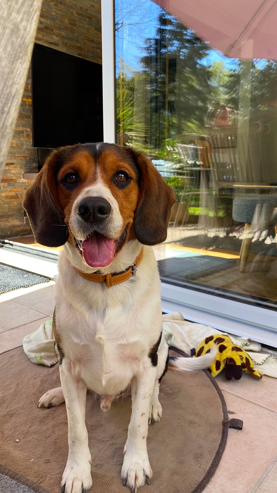 Louka participe au concours pour gagner de l'argent avec cette photo : canidae, carnivore, collar, companion_dog, dog, dog_breed, dog_collar, dog_supply, door, fawn, gun_dog, hound, hunting_dog, liver, mammal, scent_hound, snout, sporting_group, window, working_animal