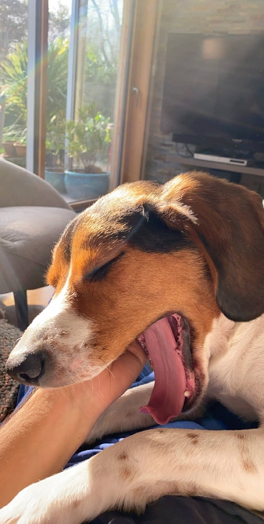 Louka participe au concours pour gagner de l'argent avec cette photo : canidae, carnivore, collar, comfort, companion_dog, dog, dog_breed, dog_supply, fawn, fur, hound, houseplant, paw, plant, scent_hound, snout, sporting_group, whiskers, window, working_animal