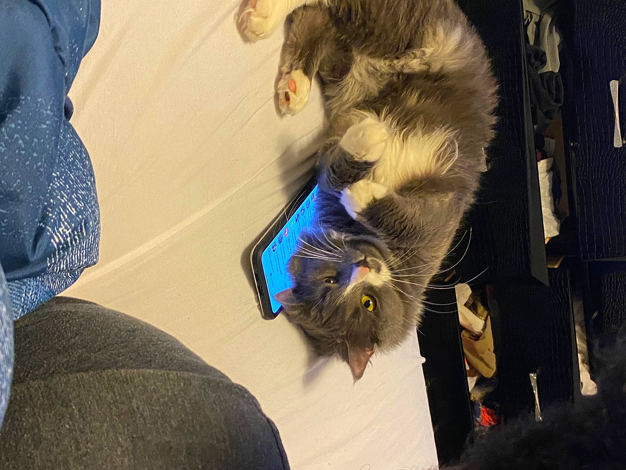 Furby is registered to the contest to win money with this photo: carnivore, cat, ear, felidae, fur, nebelung, small_to_medium_sized_cats, whiskers