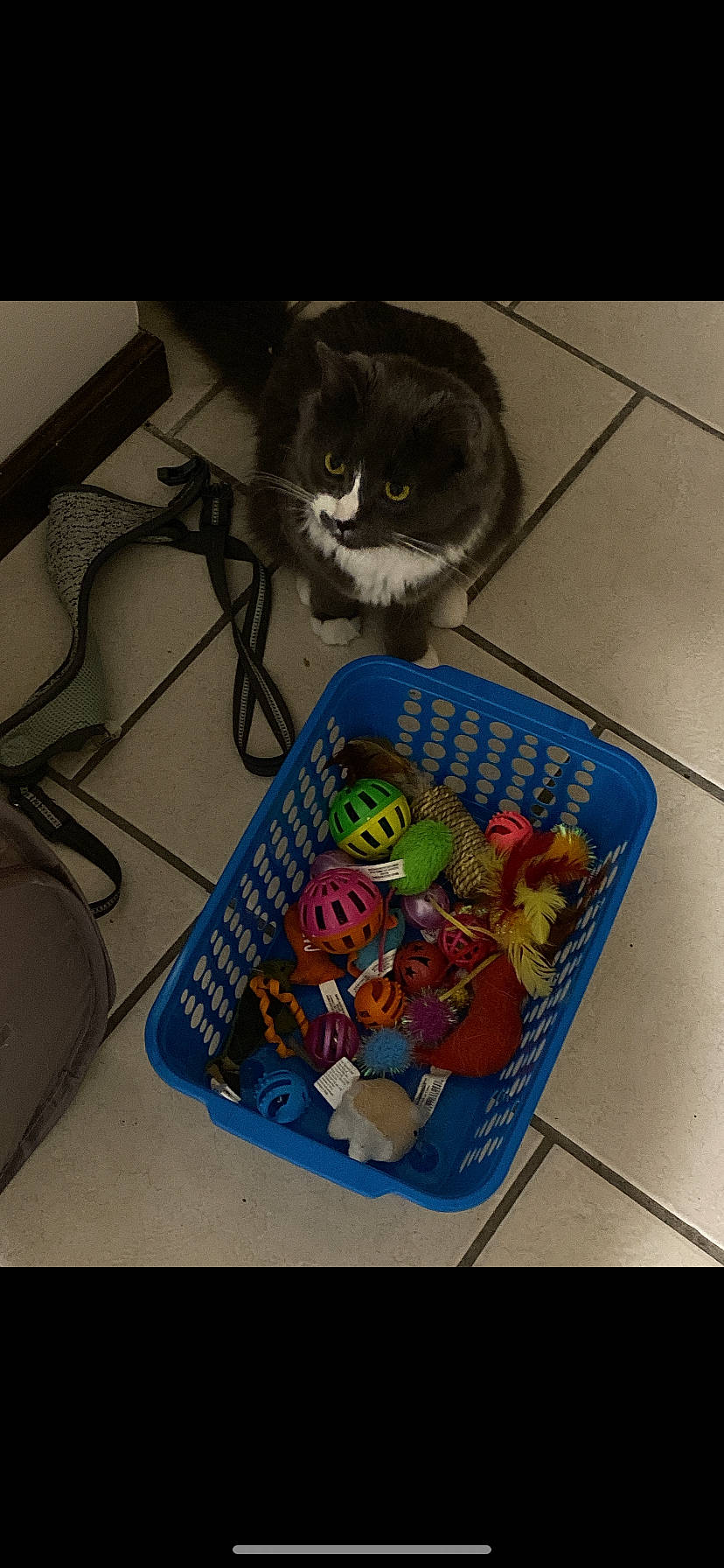 Furby joined the competition — help win amazing prizes! cat, felidae, fictional_character, small_to_medium_sized_cats