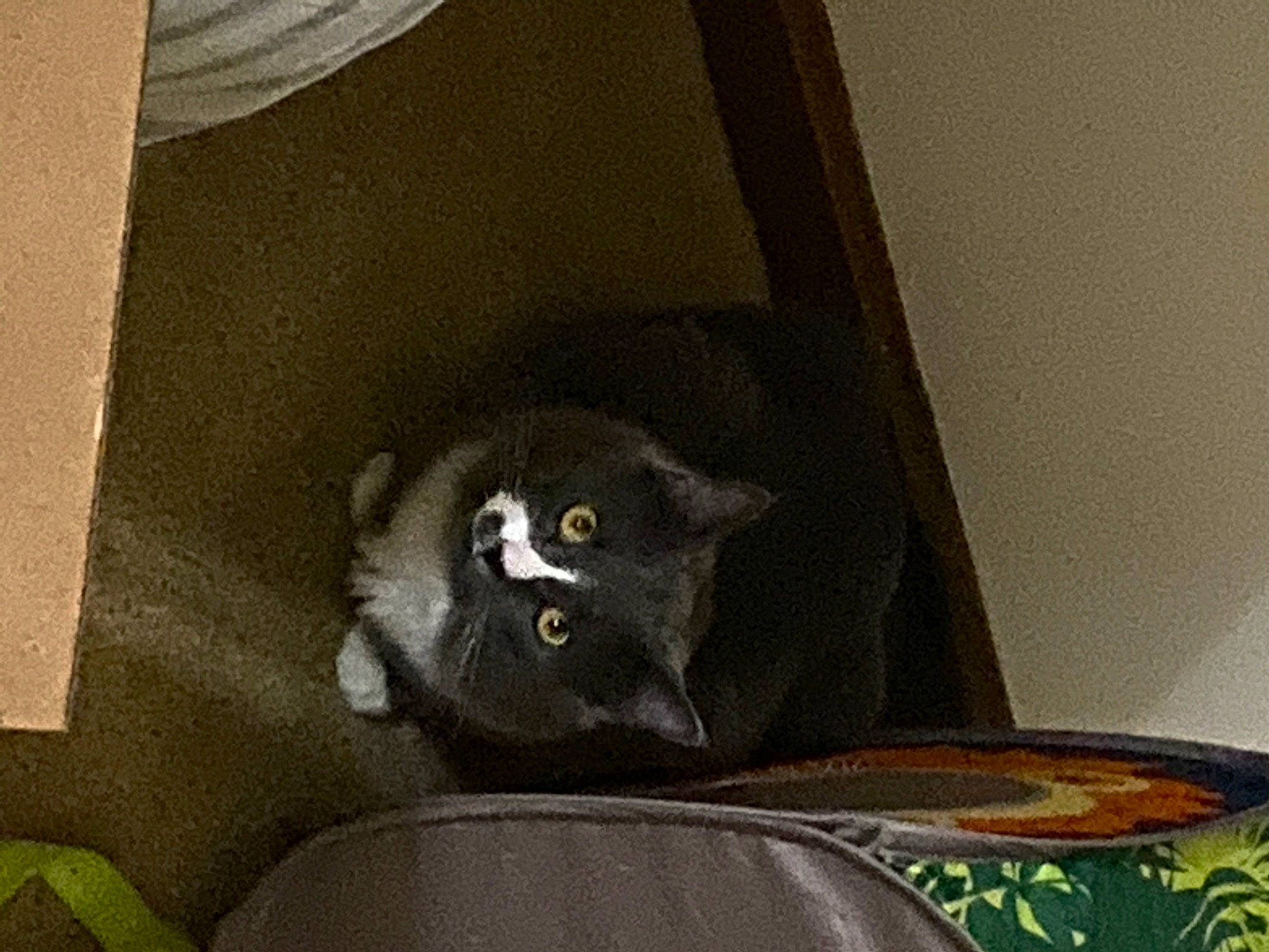 Furby is registered to the contest to win money with this photo: carnivore, cat, felidae, korat, procyonidae, small_to_medium_sized_cats, snout, whiskers