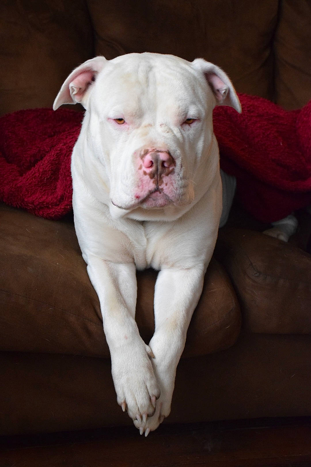 Harley is registered to the contest to win money with this photo: canidae, carnivore, comfort, companion_dog, cordoba_fighting_dog, dog, dog_breed, fawn, molosser, non_sporting_group, pet_supply, sporting_group, terrestrial_animal, working_animal, wrinkle