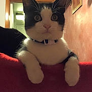 Mittens is registered to the contest to win money with this photo: cat, black_and_white, indoor, curious, pets, animal, feline, collar, whiskers, ears, eyes, paws, red_surface, wall, doorway, lighting, home, cute, looking, closeup