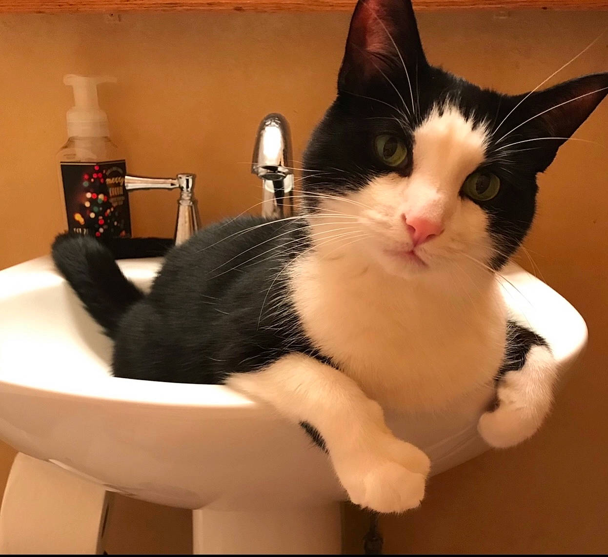 Mittens joined the competition — help win amazing prizes! animal, basin, cat, kitten, manx, pet, sink, sinkfaucet, tap