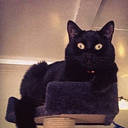 Angel joined the competition — help win amazing prizes! animal, black_cat, cat, cat_perch, cozy, cute, domestic_cat, ears, eyes, feline, fur, home, indoor, looking, mystery, pet, relaxing, resting, tail, whiskers