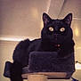 Angel joined the competition — help win amazing prizes! abyssinian, animal, blackcat, cat, chair, furniture, kitten, manx, pet