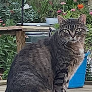 Tiger joined the competition — help win amazing prizes! alert, animal, backyard, blue_pot, cat, flowers, fluffy_fur, garden, greenery, outdoor, patio, pet, plants, pointed_ears, portrait, sitting, striped_fur, tabby_cat, wooden_bench, wooden_fence