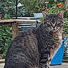 alert, animal, backyard, blue_pot, cat, flowers, fluffy_fur, garden, greenery, outdoor, patio, pet, plants, pointed_ears, portrait, sitting, striped_fur, tabby_cat, wooden_bench, wooden_fence