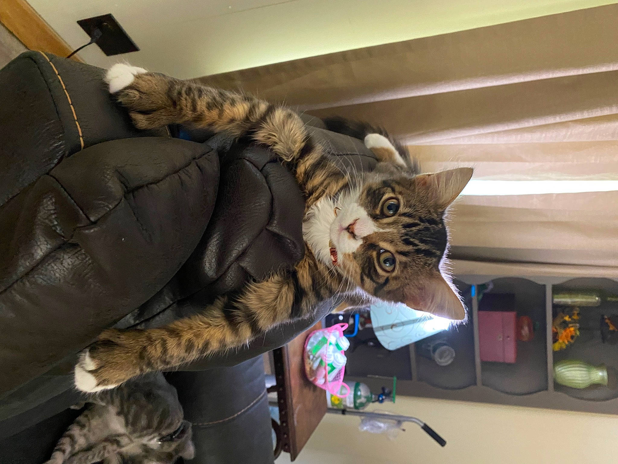 Amos is registered to the contest to win money with this photo: bag, carnivore, cat, comfort, domestic_short_haired_cat, felidae, fur, luggage_and_bags, military_camouflage, natural_material, room, small_to_medium_sized_cats, whiskers