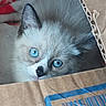 animal, blue_eyes, cardboard_box, cat, close_up, curious, cute, domestic_cat, ear, face, feline, fur, indoor, kitten, nose, pet, portrait, soft, whiskers, young