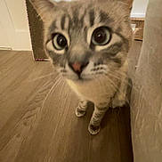 Stevie is registered to the contest to win money with this photo: cat, pet, animal, close_up, wide_eyes, big_eyes, ears, whiskers, paws, nose, tabby, striped, indoor, hardwood_floor, floor, sofa, curious_pose, portrait, scratching_post, furniture